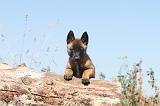 MALINOIS 905